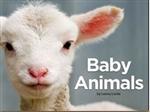 Baby animals
